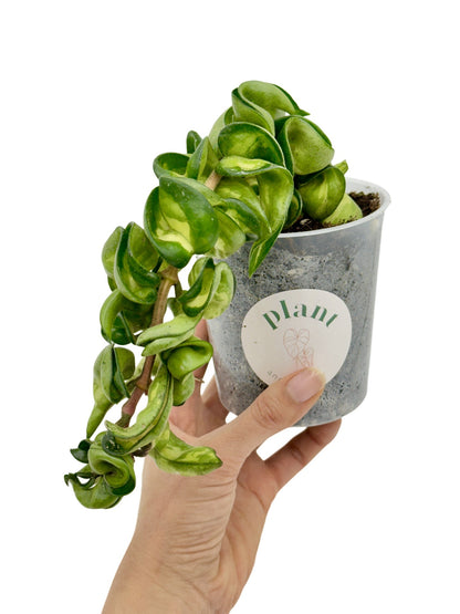 Hoya Compacta Mauna Loa