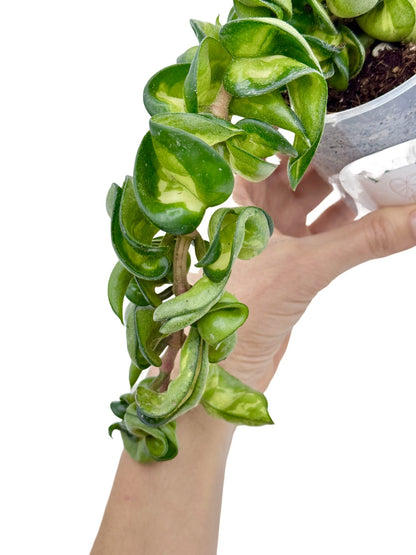 Hoya Compacta Mauna Loa