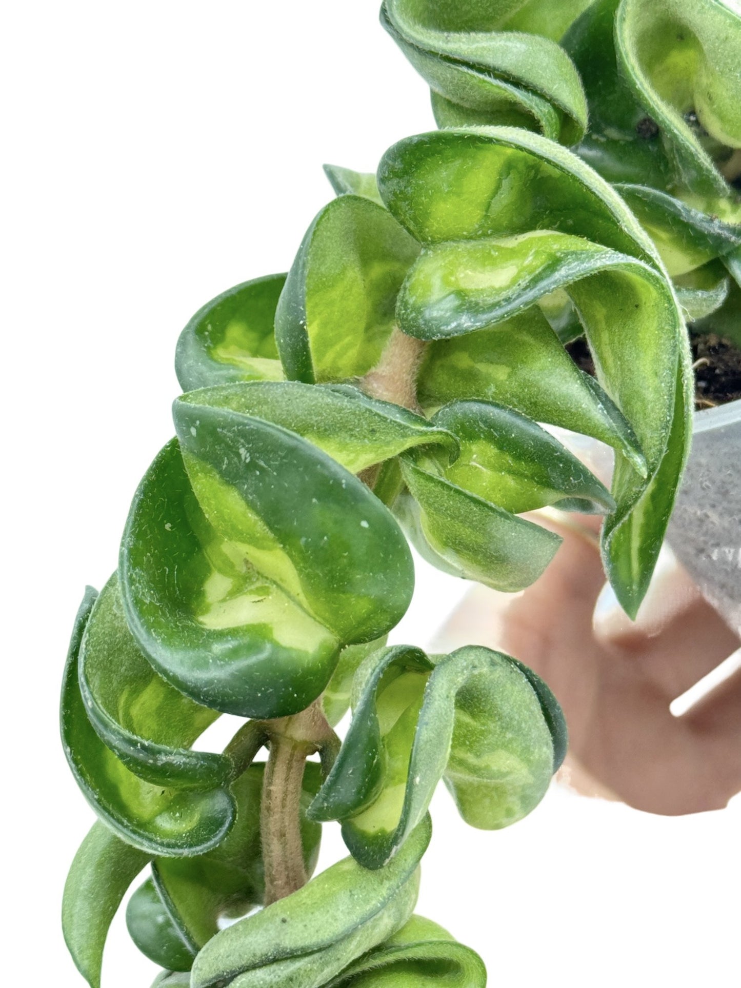 Hoya Compacta Mauna Loa