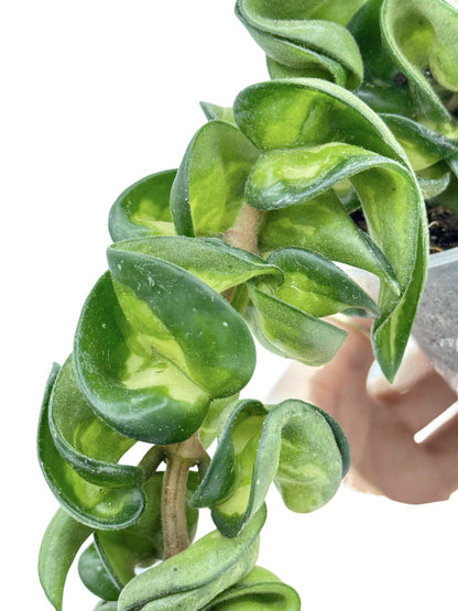 Hoya Compacta Mauna Loa