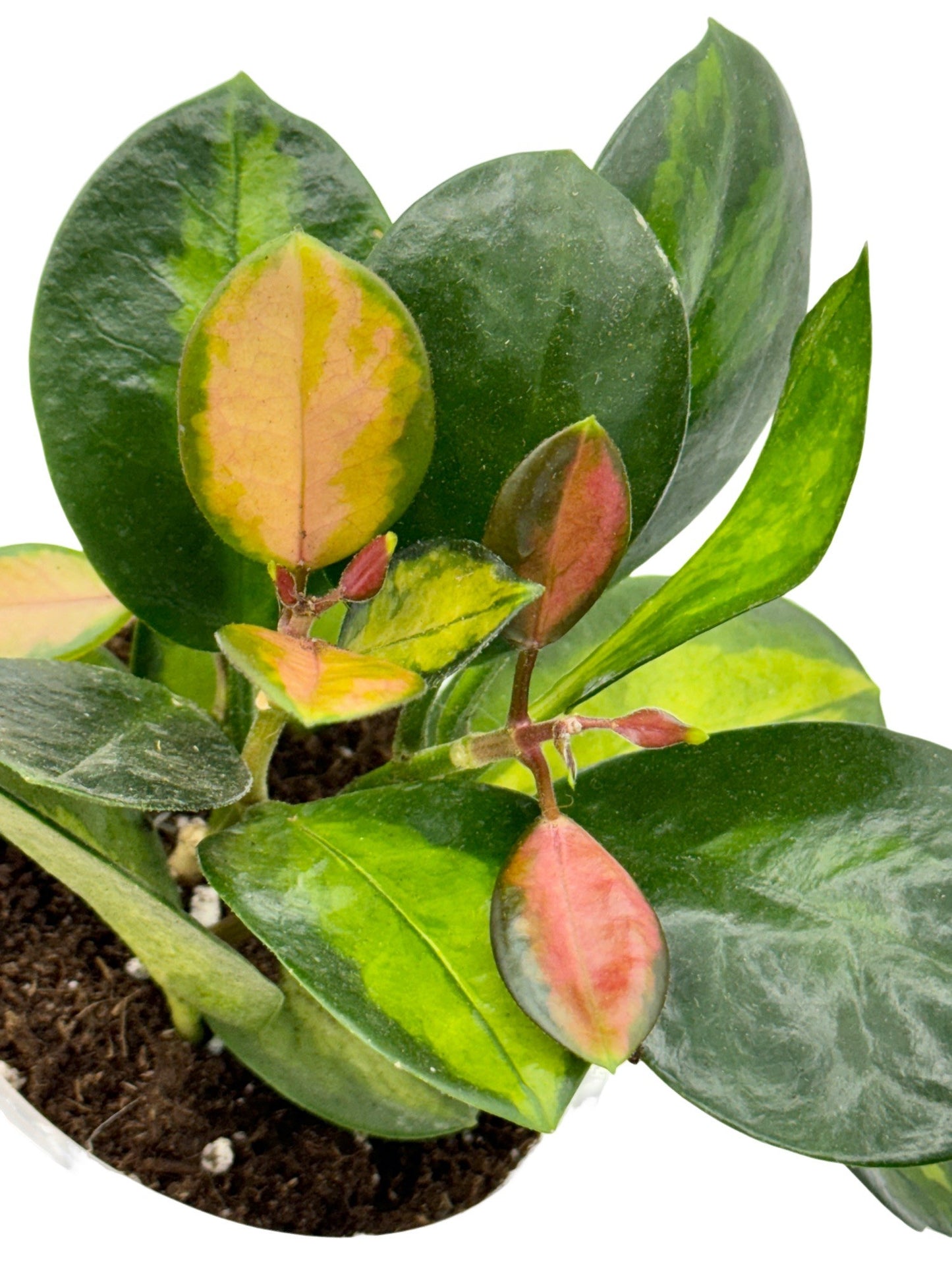Hoya Australis Lisa