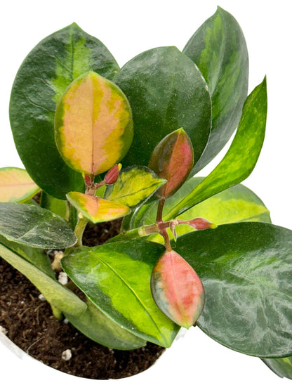 Hoya Australis Lisa