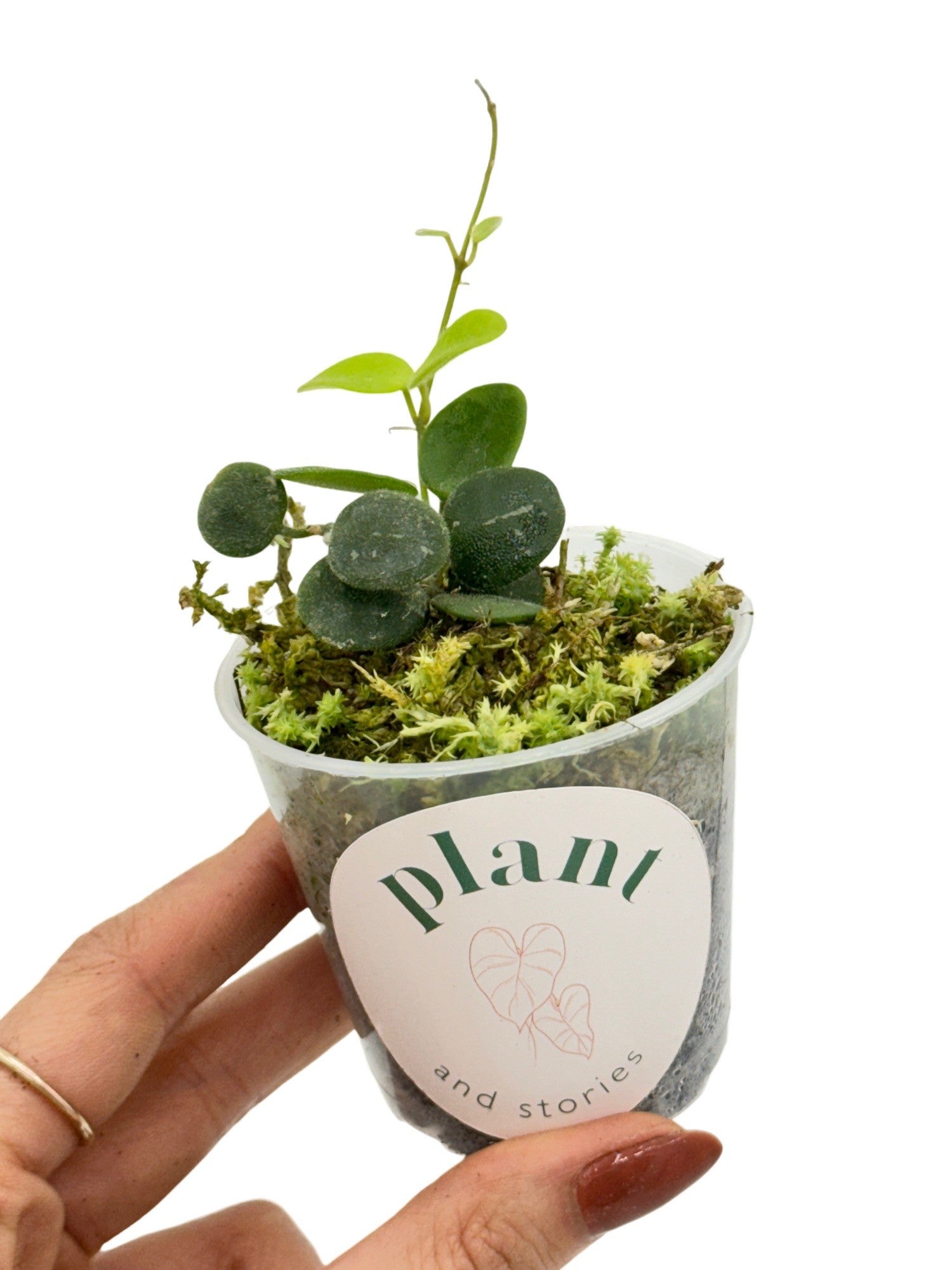 Hoya Serpens – plantandstories