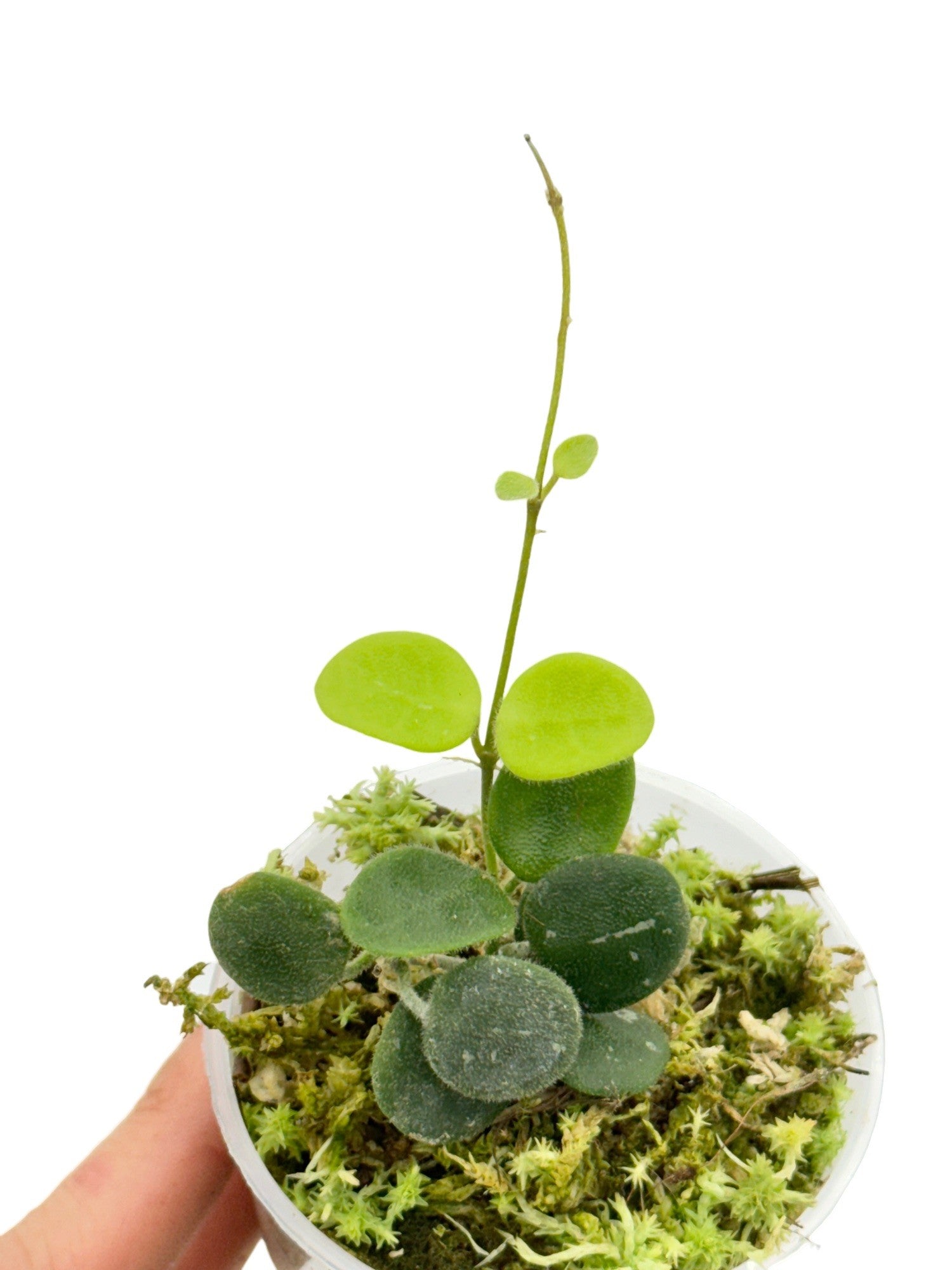 ホヤ hoya serpens セルペンス ロング 4号　吊り ① Hoya Serpens – plantandstories