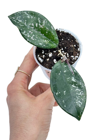 Hoya Carnosa Freckles Splash