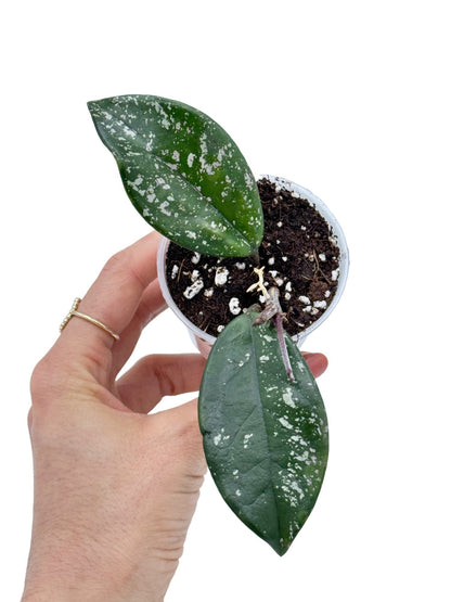 Hoya Carnosa Freckles Splash
