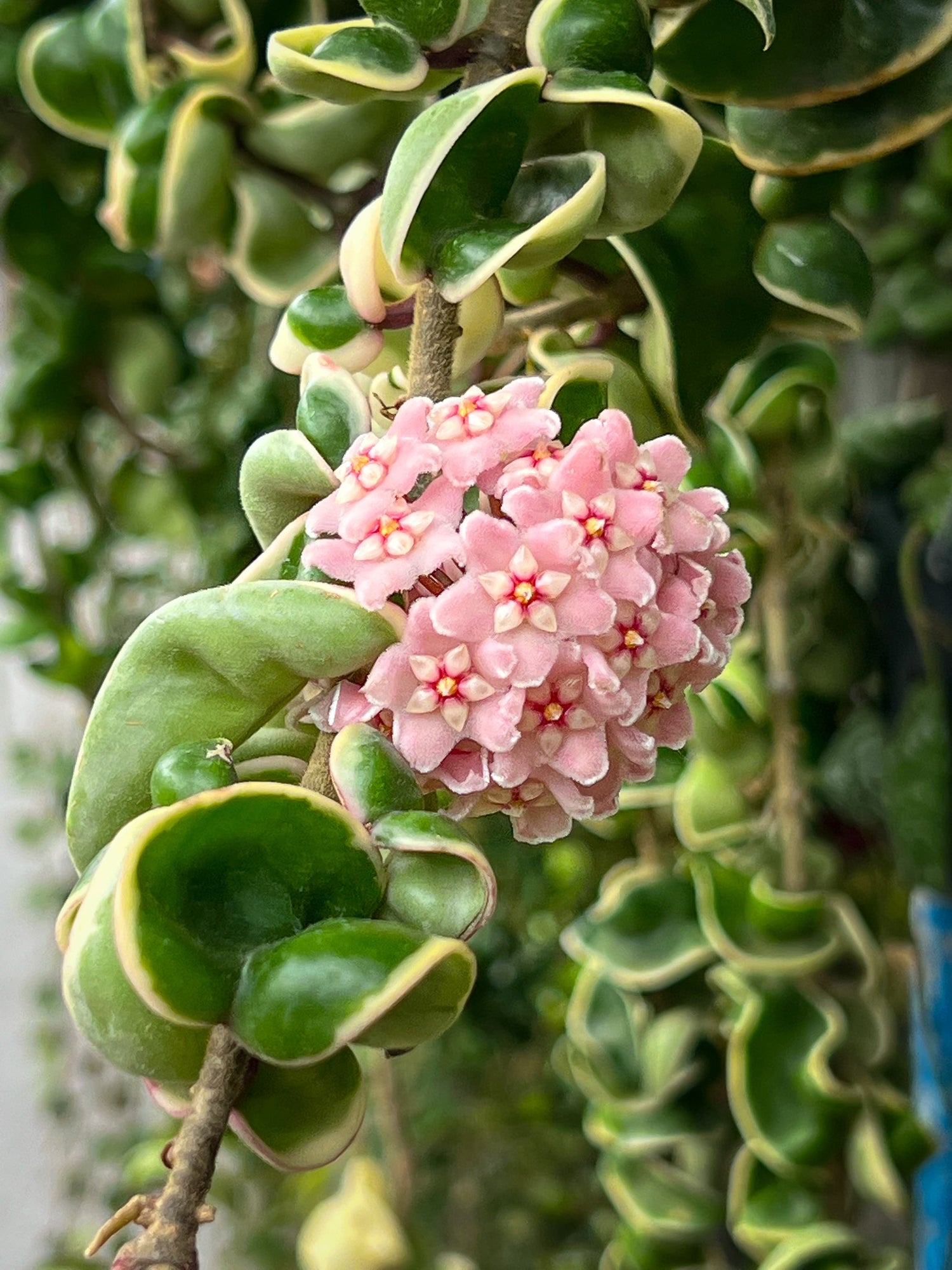 Un amas de délicates fleurs roses de Hoya Compacta Variegata avec des feuilles vertes panachées de crème