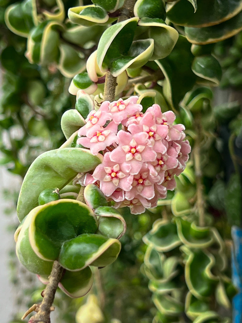 Hoya Compacta Variegata