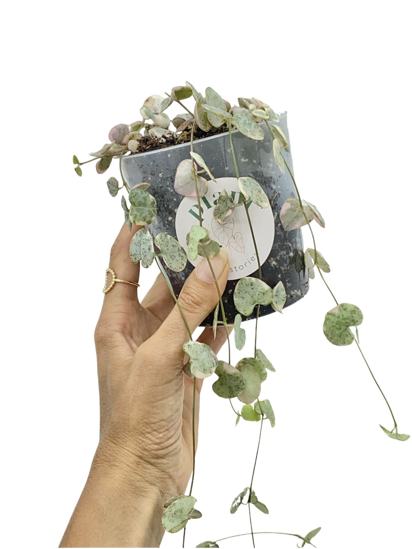 Ceropegia Woodii variegata - plantandstories