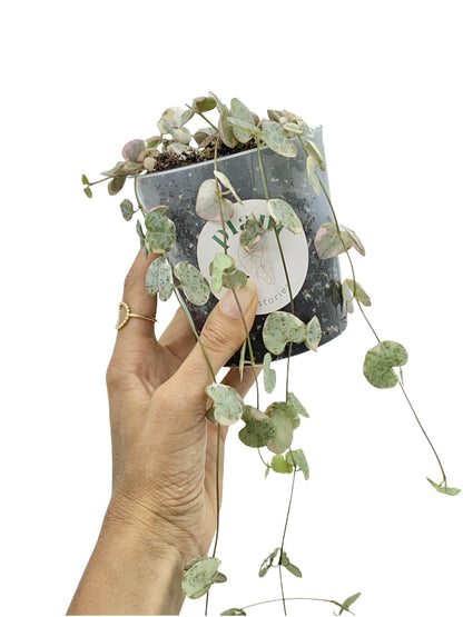 Ceropegia Woodii variegata - plantandstories