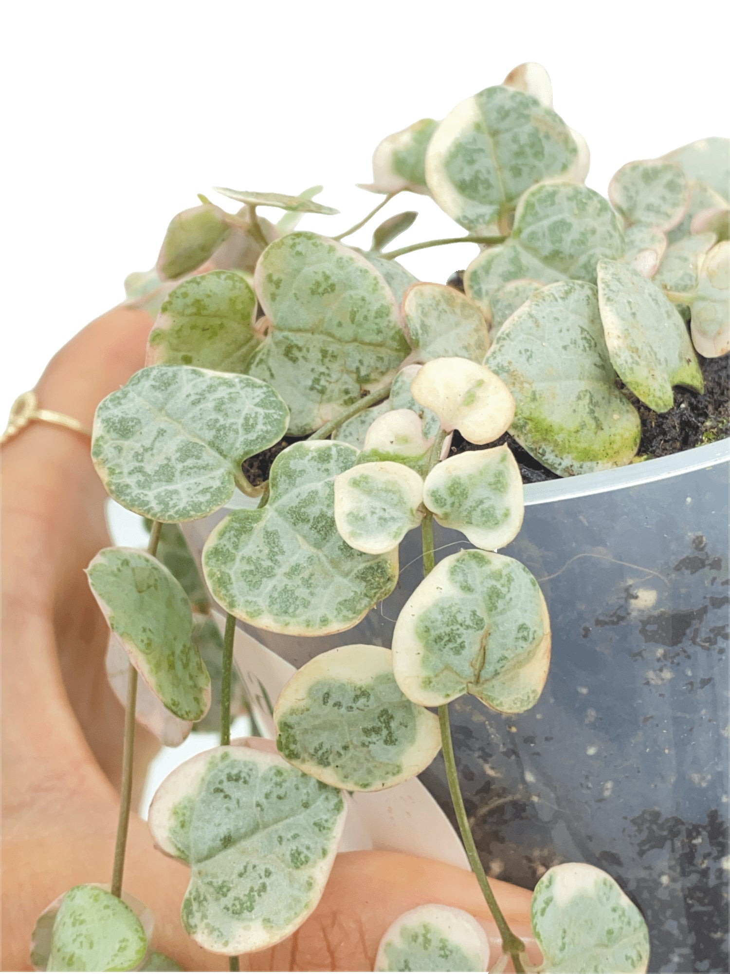 Ceropegia Woodii Variegata Pots 6cm 8.5cm 9cm Caudex – plantandstories