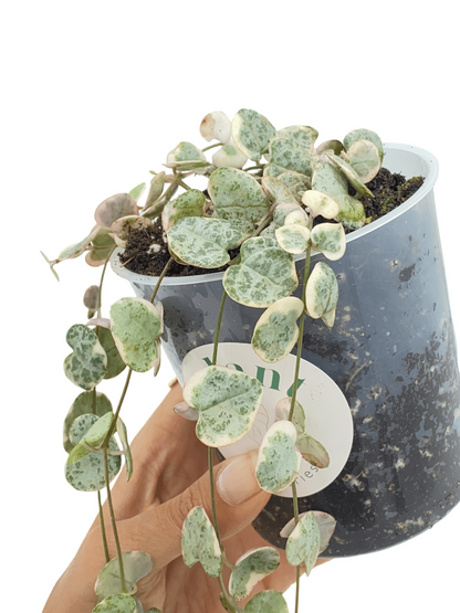 Ceropegia Woodii variegata
