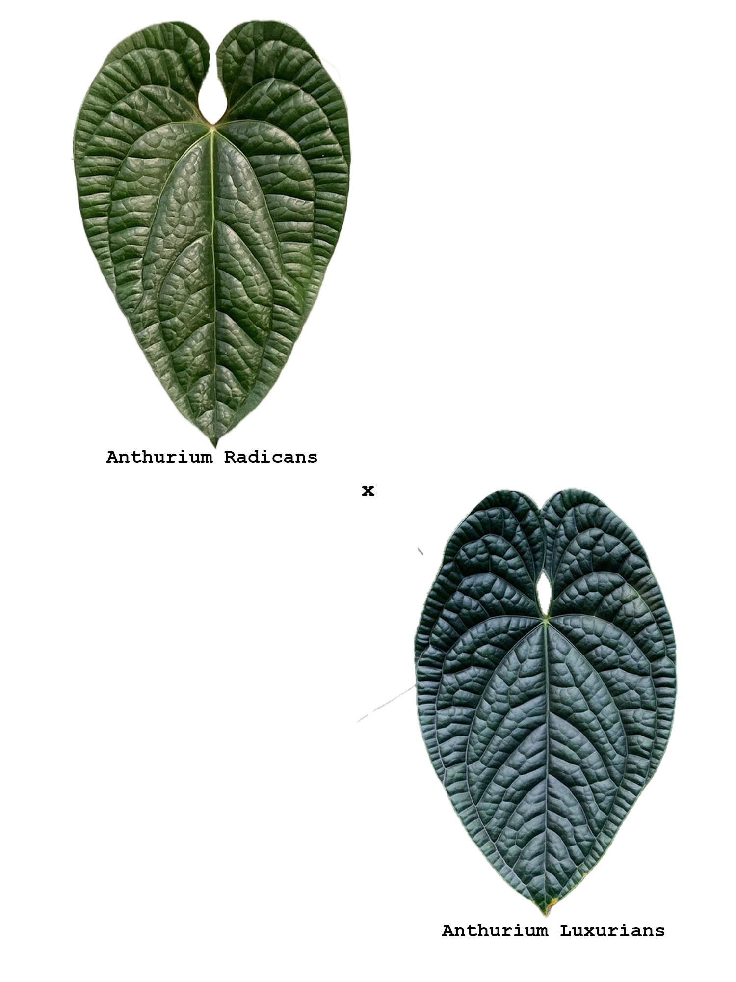 Anthurium Radicans x Luxurians – plantandstories