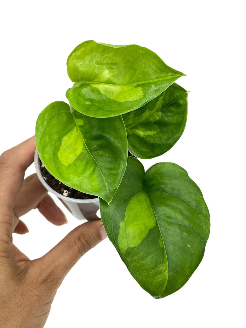 Epipremnum Global Green