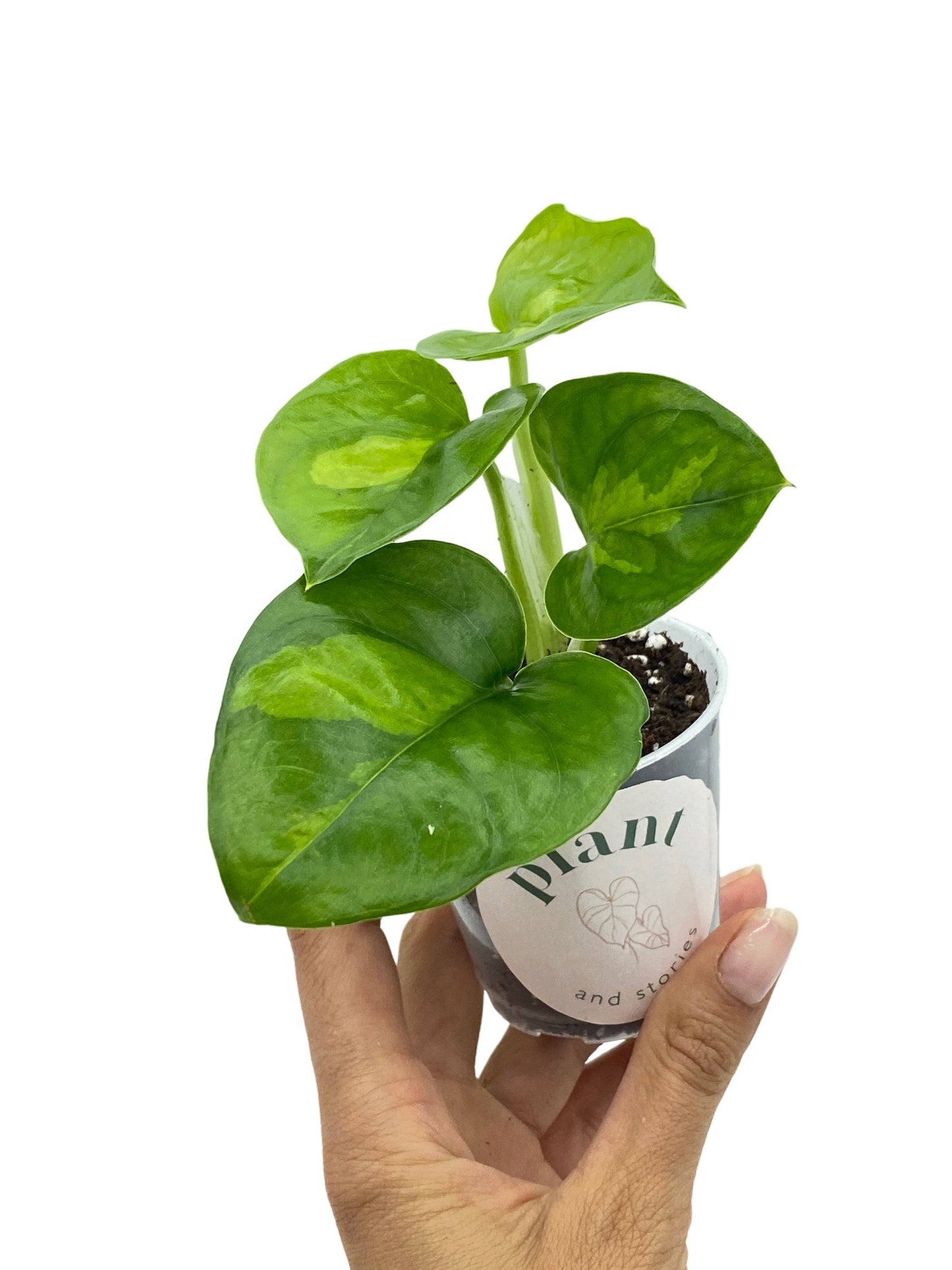 Epipremnum Global Green
