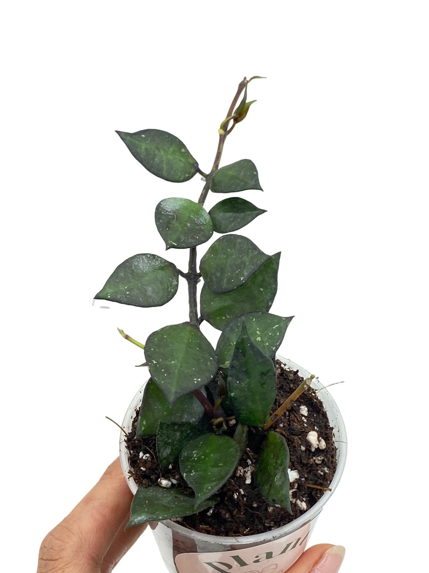 Hoya Krohniana Black Leaf