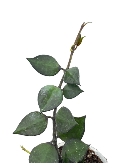 Hoya Krohniana Black Leaf