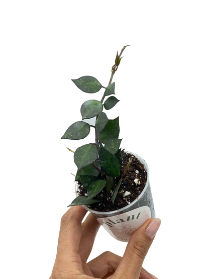 Hoya Krohniana Black Leaf