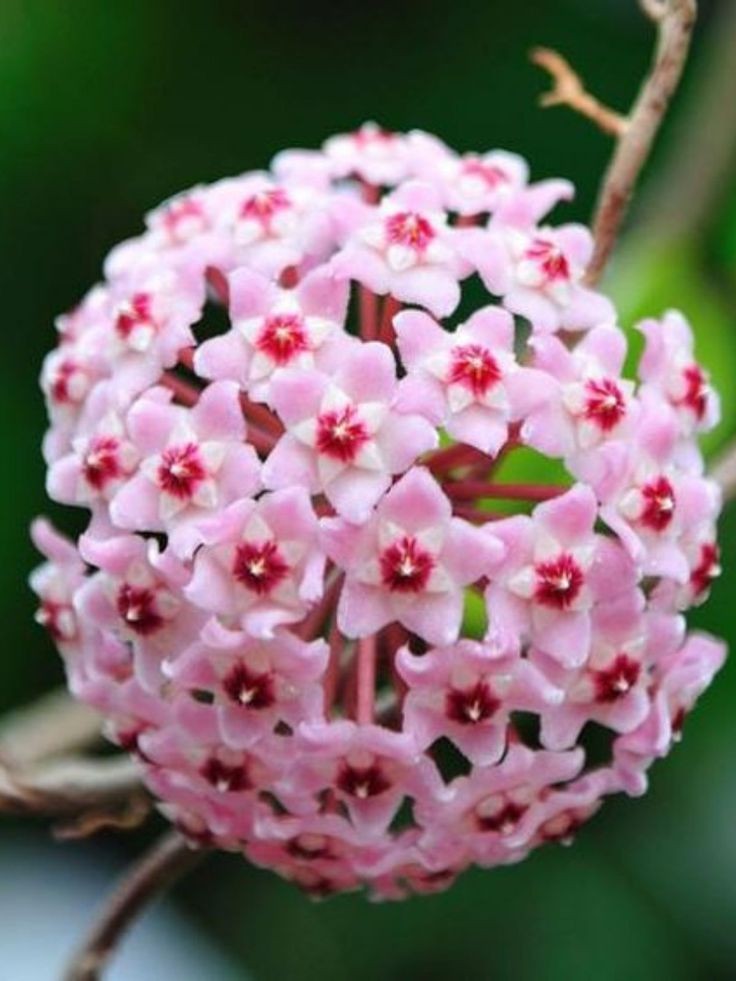 Hoya Carnosa Krimson Queen