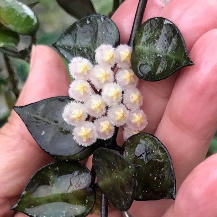 Hoya Krohniana Black Leaf