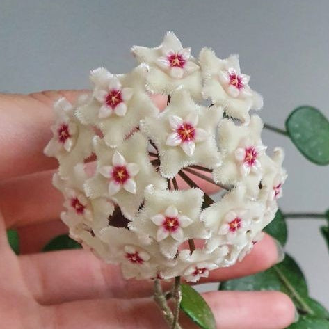 un magnifique bouquet de fleurs blanc cremeux avec un centre rose, typiques de la Hoya 'Mathilde'