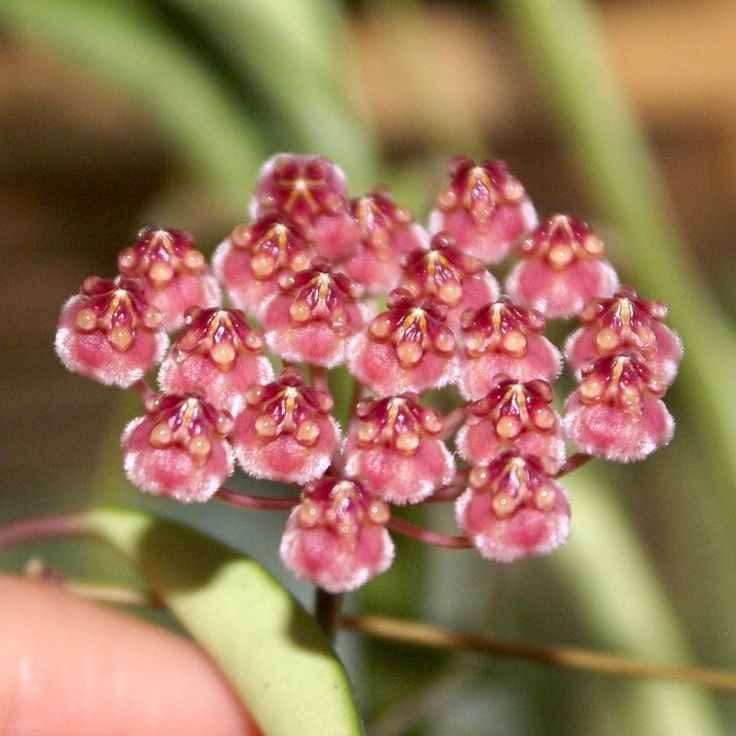 Hoya Wayetii variegata