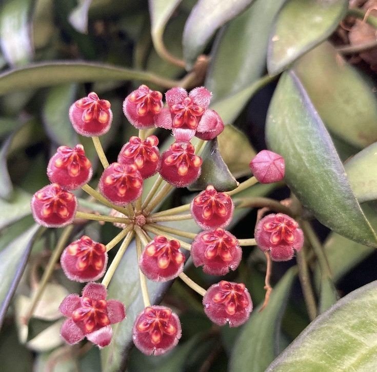 Grappe de fleurs de Hoya Rosita rose fuchsia au cœur jaune orangé, avec des feuilles vertes en arrière-plan
