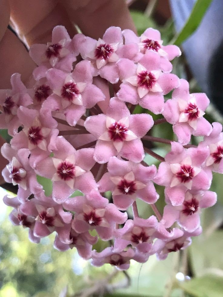 Hoya Carnosa Krimson princess - plantandstories