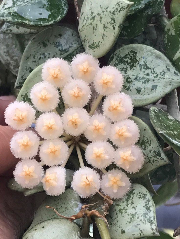 Hoya Silver eskimo