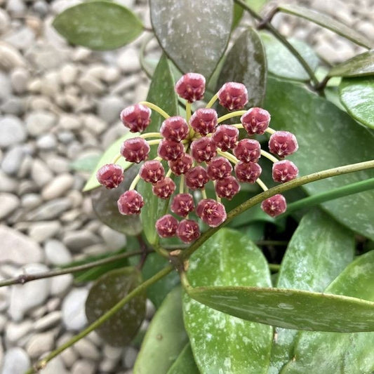 Grappe de nombreuses petites fleurs rouge bordeaux de la plante Hoya Memoria sur fond de feuillage vert tacheté