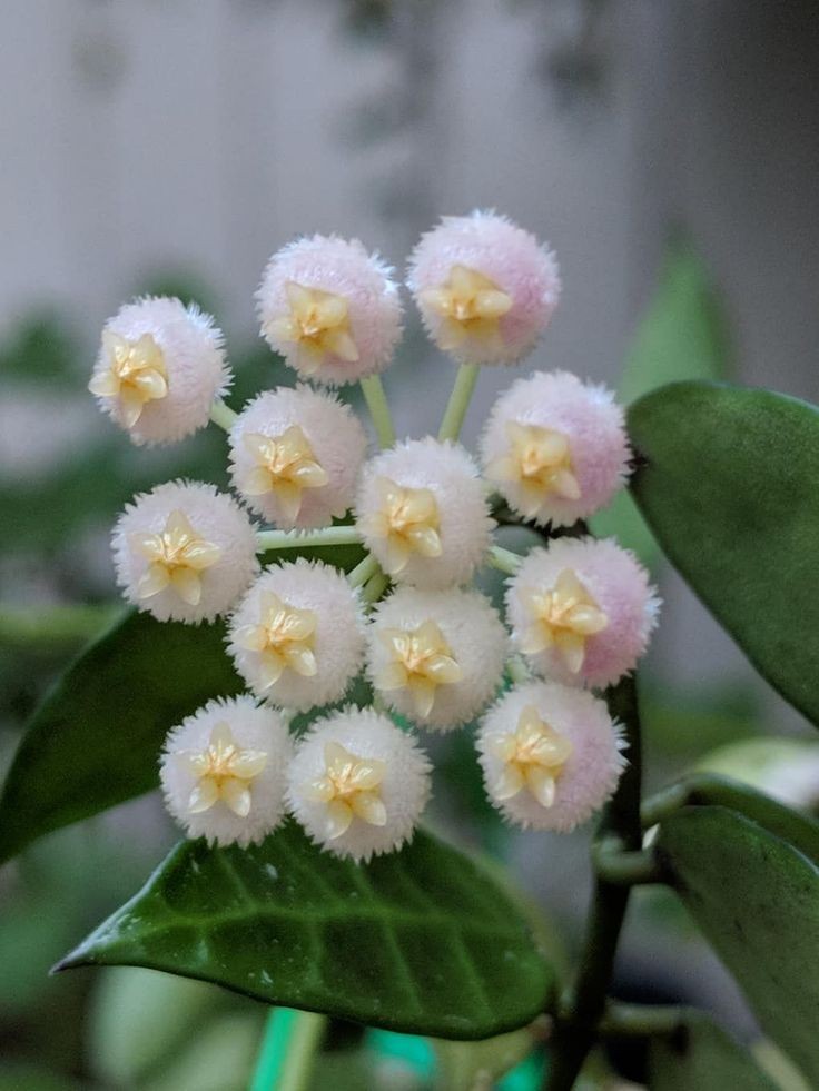 Fleurs blanches et roses duveteuses au cœur jaune et feuilles vertes de la plante Hoya Lacunosa Mint