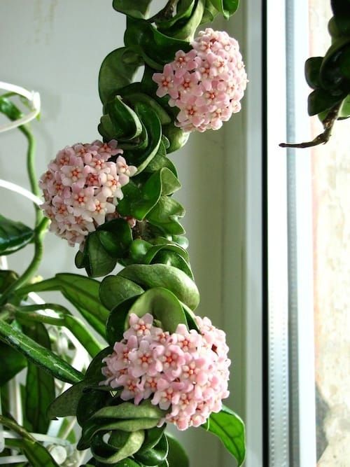 Hoya Carnosa Compacta