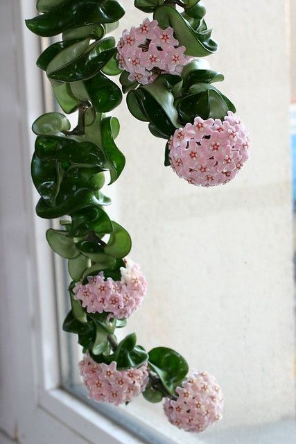 Hoya Carnosa Compacta