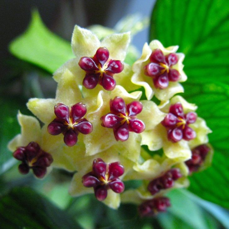 Hoya Polyneura