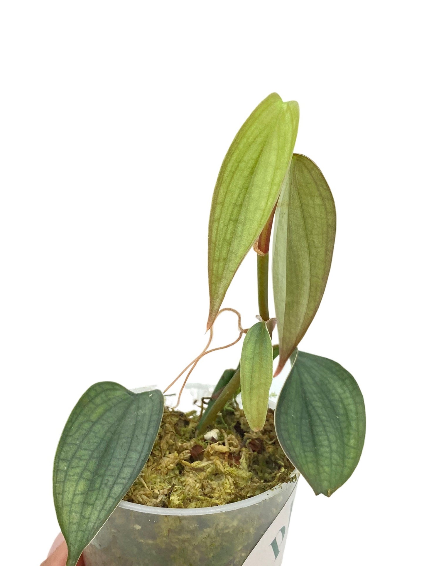 Jeune plant de Philodendron Burle Marx Fantasy avec des feuilles vertes claires et foncées dans un pot transparent