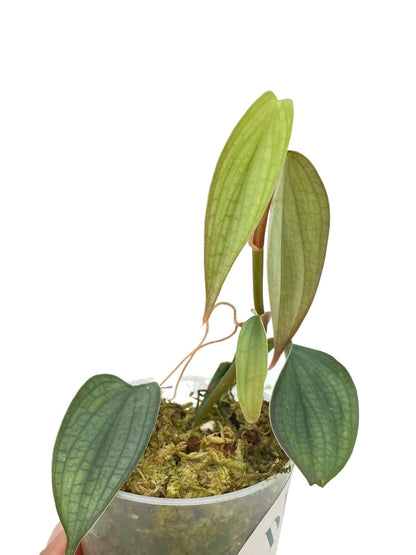Jeune plant de Philodendron Burle Marx Fantasy avec des feuilles vertes claires et foncées dans un pot transparent