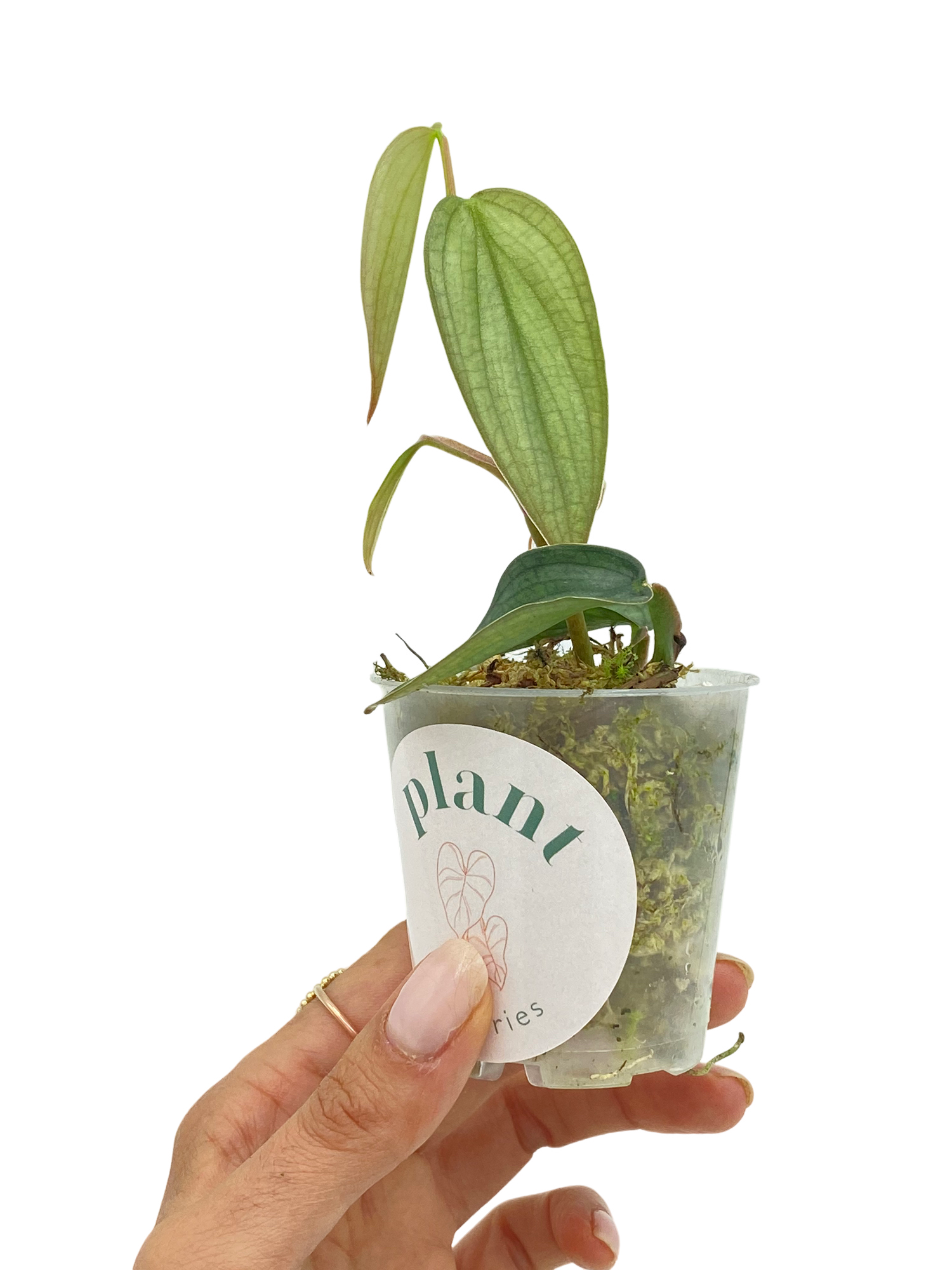 Philodendron Burle Marx Fantasy avec de petites feuilles ovales vert clair dans un pot transparent rempli de mousse