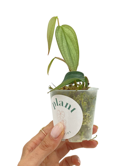 Philodendron Burle Marx Fantasy avec de petites feuilles ovales vert clair dans un pot transparent rempli de mousse