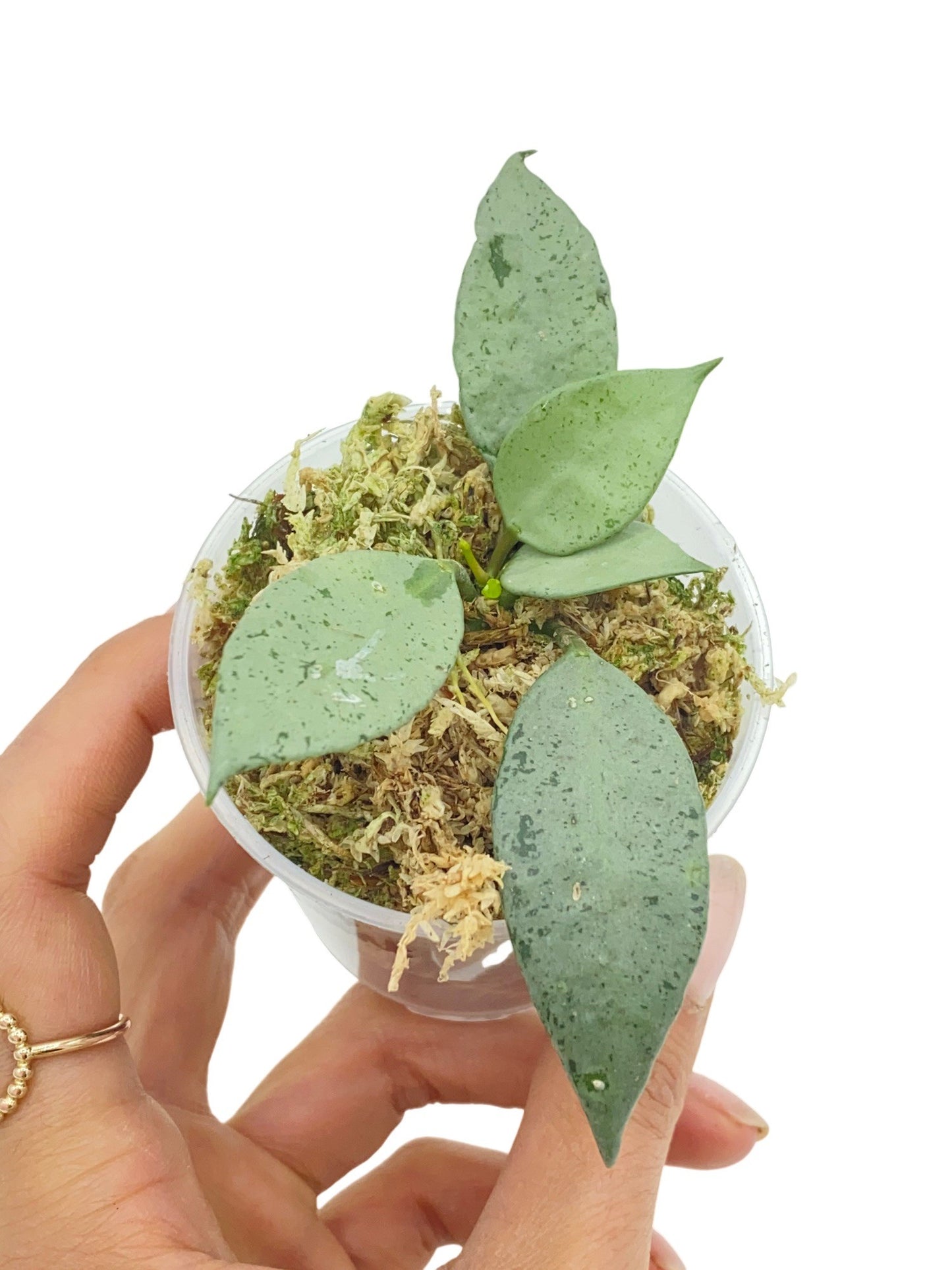 Jeune plante Hoya Lacunosa Mint aux feuilles vert menthe mouchetées dans un pot transparent rempli de sphaigne