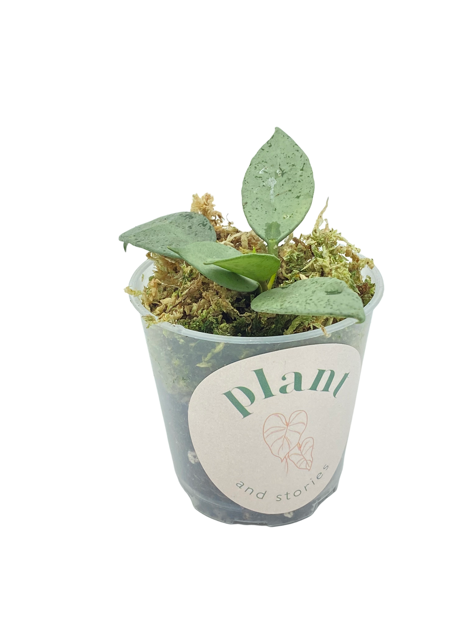 Bouture de Hoya Lacunosa Mint aux feuilles vert menthe mouchetées dans un petit pot transparent garni de sphaigne