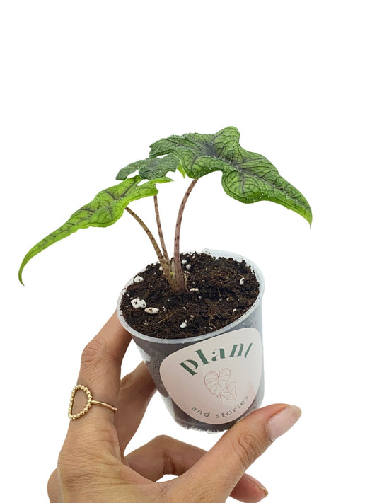 Alocasia Jacklyn - plantandstories