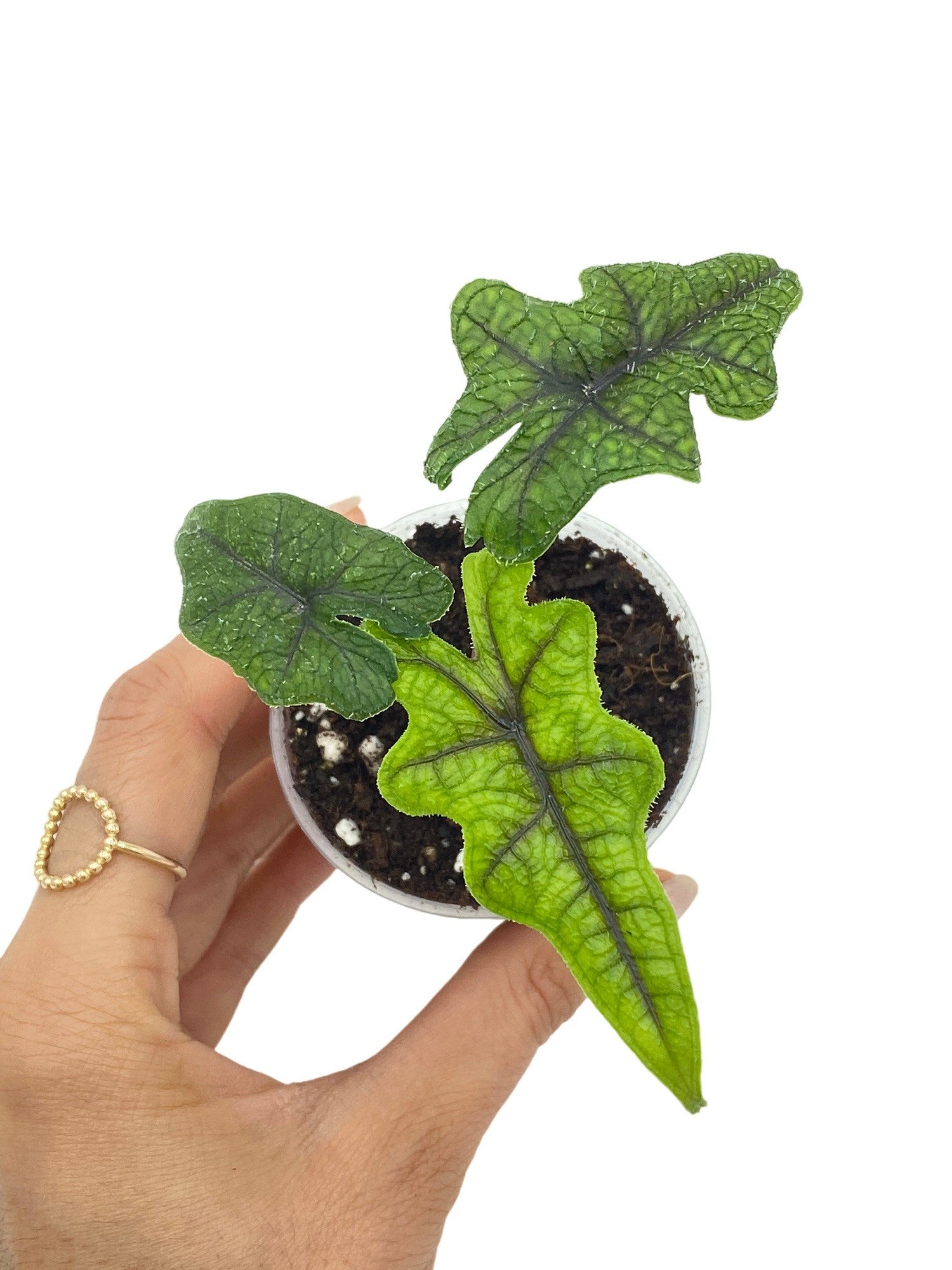 Petite Alocasia Jacklyn avec ses trois feuilles vertes nervurées aux reflets plus foncés, dans un pot de culture transparent