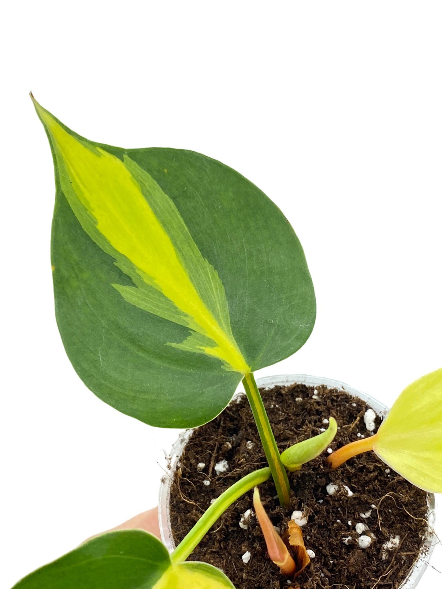 Philodendron Brasil
