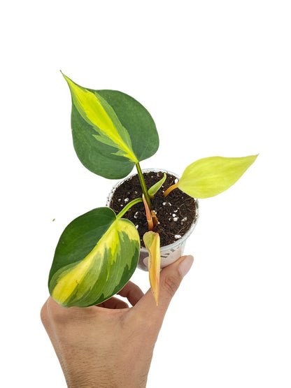 Philodendron Brasil