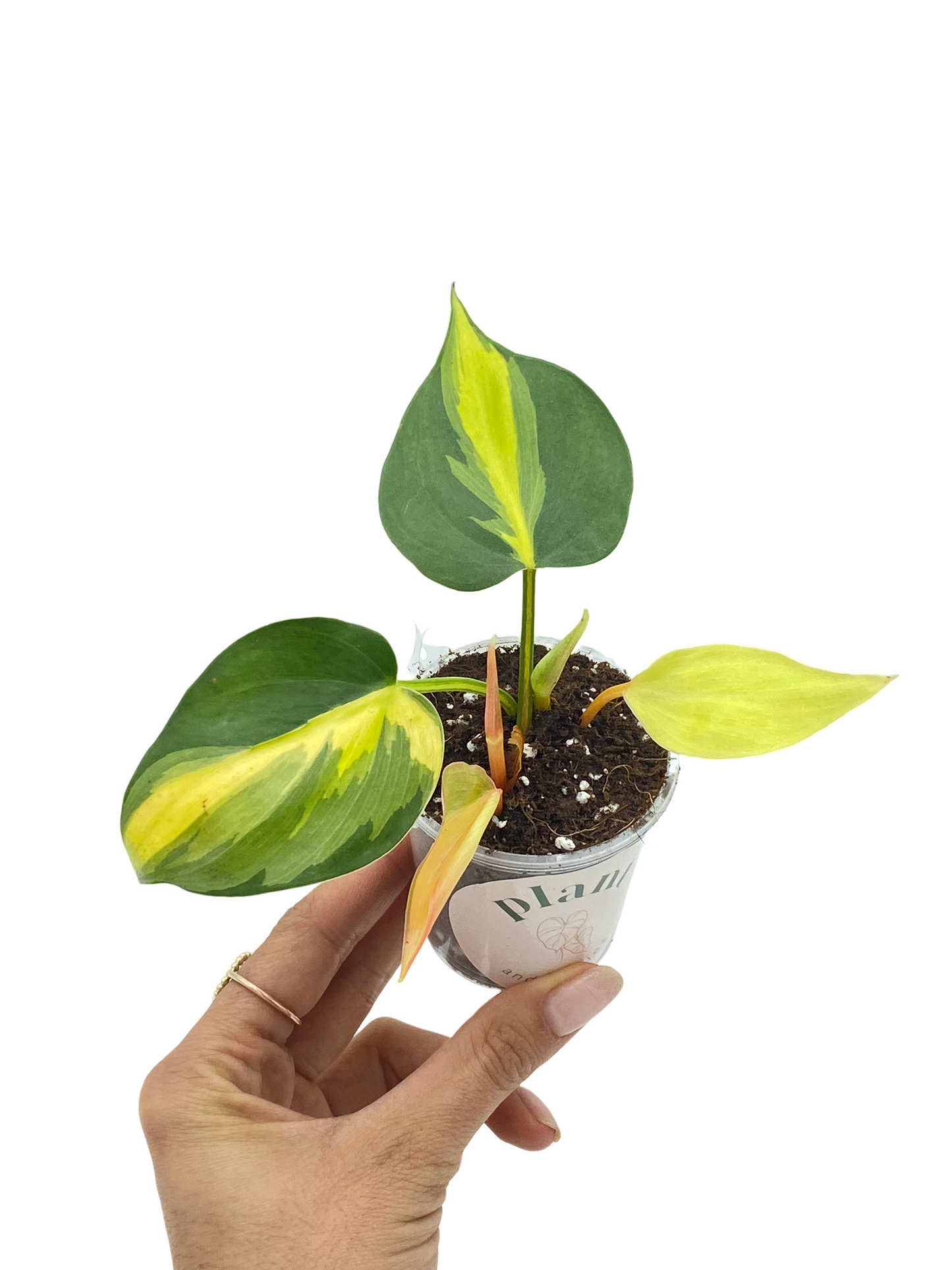Philodendron Brasil