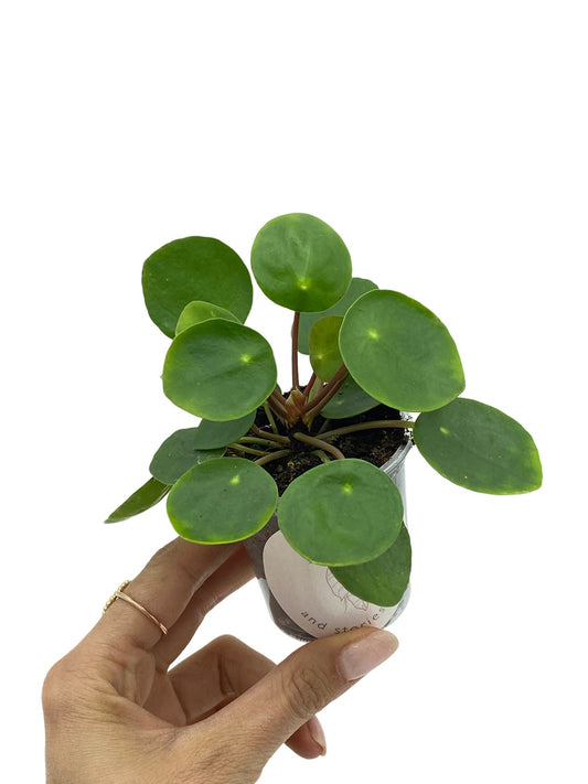 Pilea Peperomioides
