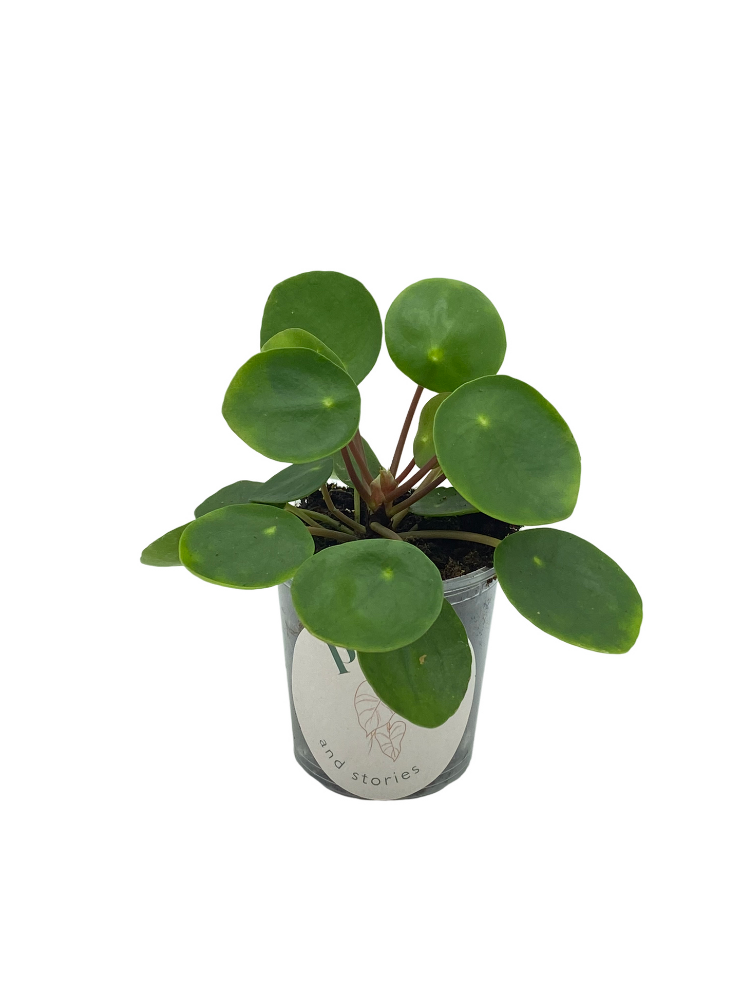 Pilea Peperomioides