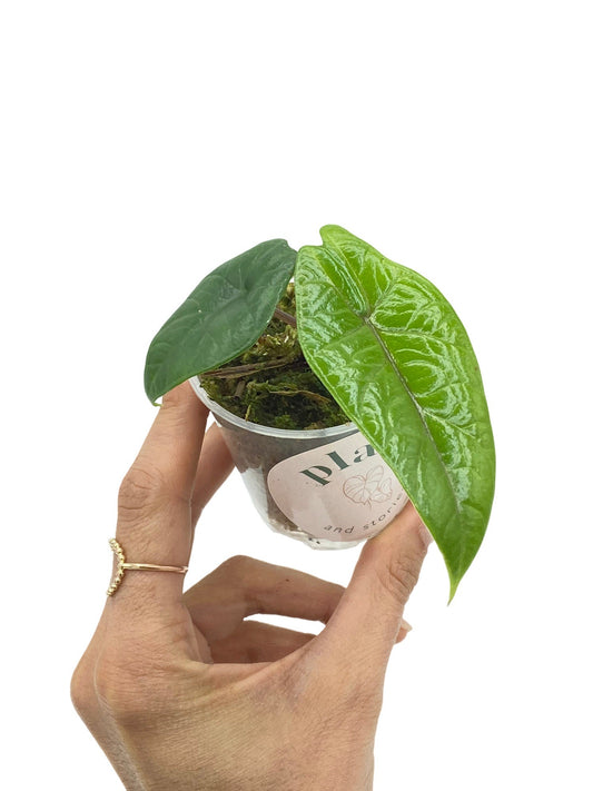 Jeune Alocasia Scalprum vert brillant dans un pot transparent contenant de la mousse verte