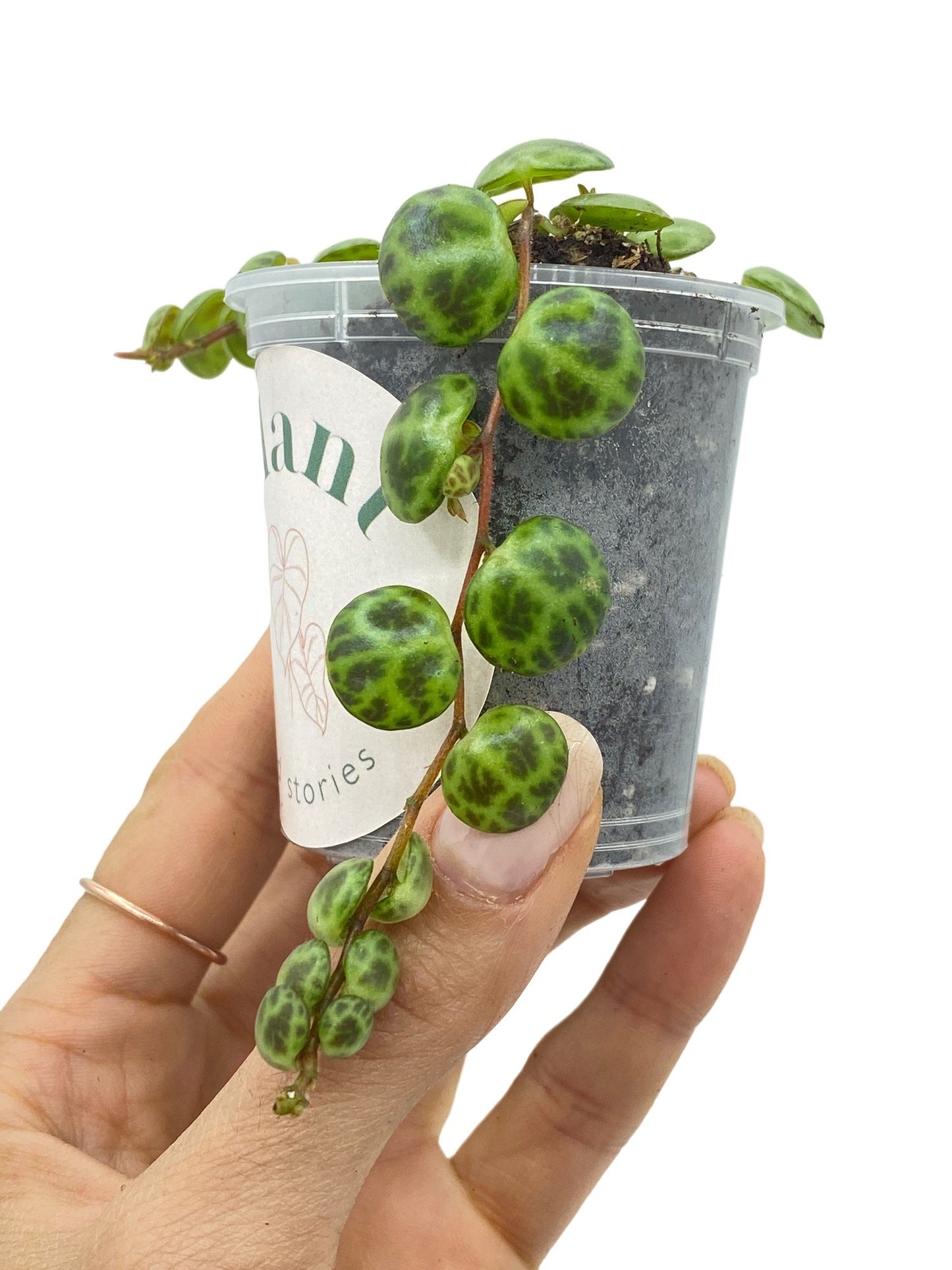 Peperomia Prostrata