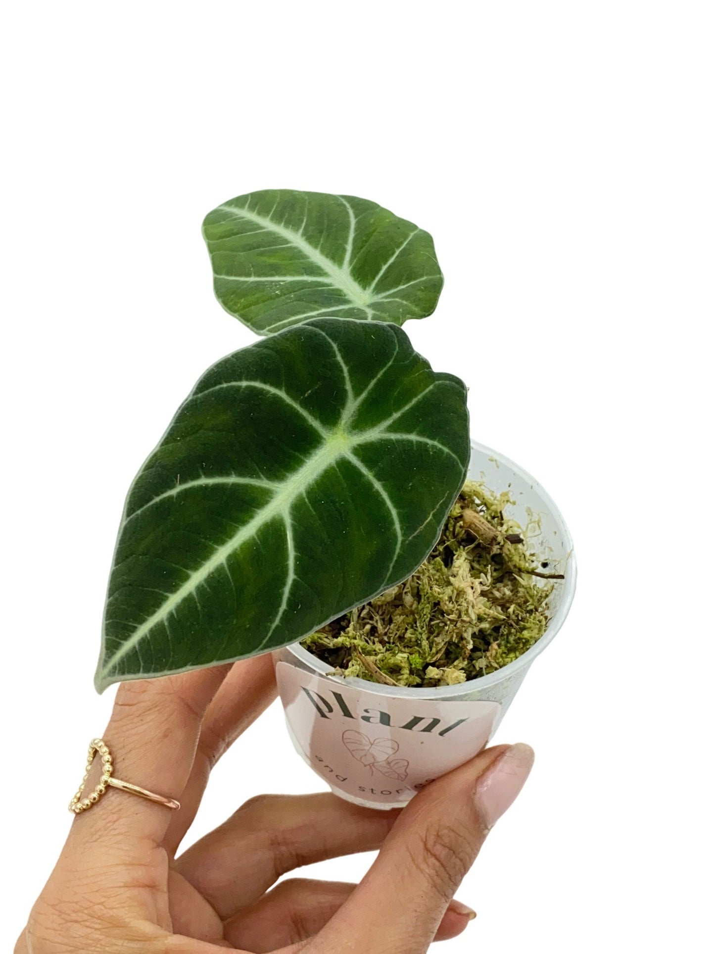 Alocasia Black Velvet